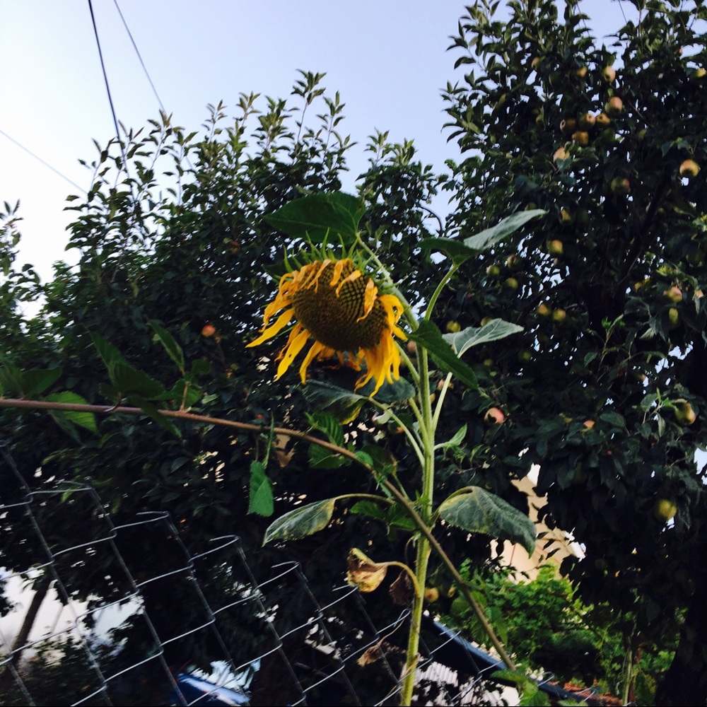 Meet your Posher, Bea